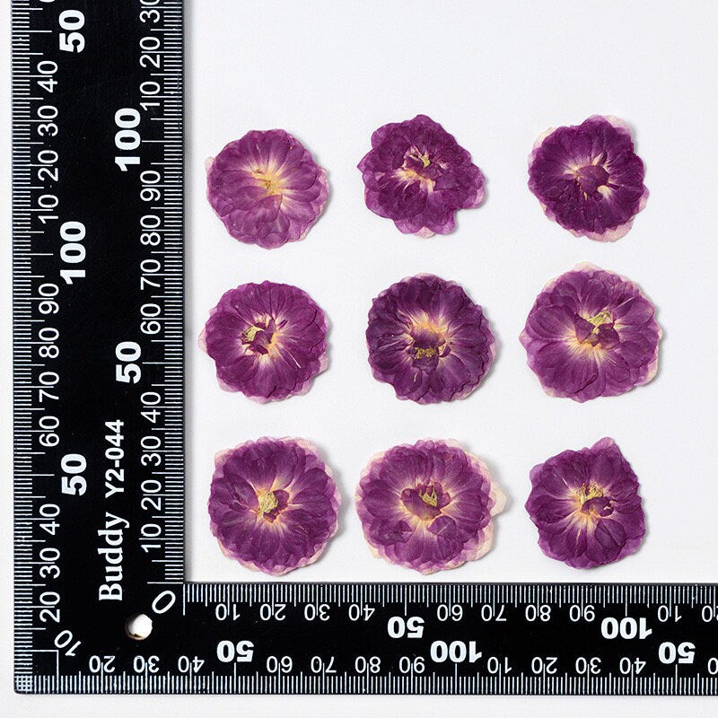20 PCS (3-5CM) Pressed Purple Rose Flower, Real Dried Roses, Pressed Dried Flower, Natural Preserved Roses Flat Magenta Rose Dried flower
