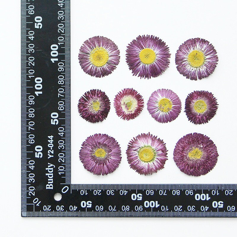 20 PCS Set (3-5CM) Pressed Real Daisy Flower, Purple Dried Flowers, Preserved Flat Flowers, Dried daisy Pressed Flowers, Pressed dried flowe