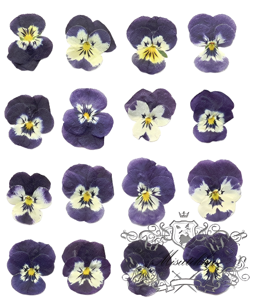 20 PCS set (2-3CM) Pressed Pansy Flowers, Dried Pansy Flower, Pressed Purple Viola Pansies Flower, Real Viola Pansy, Flat Dried Pansies