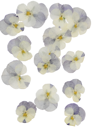 20 PCS set (2-4 cm) Pressed Pansy Dried Flowers, Pressed Dried Pansies, Pressed Dried Viola Flower, Real Pressed Viola, Preserved FlatPansy