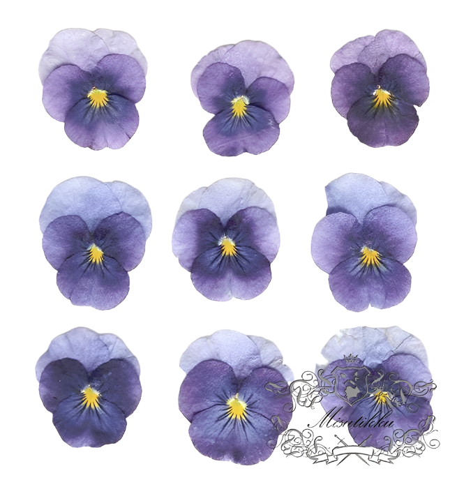 20 PCS set (2-4CM) Pansy Pressed Flowers, Dried Pansies Flower, Pressed Purple Pansy Viola Flower, Real Viola Pansy, Flat Dried Pansies