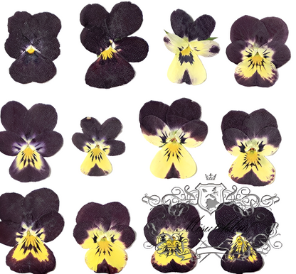 20 PCS set (2-4CM) Pressed Dried Pansy, Preserved Pansy Real Flower, Pressed Flat Pansies Flower, Pressed Viola Pansy Flowers, Dried Pansies