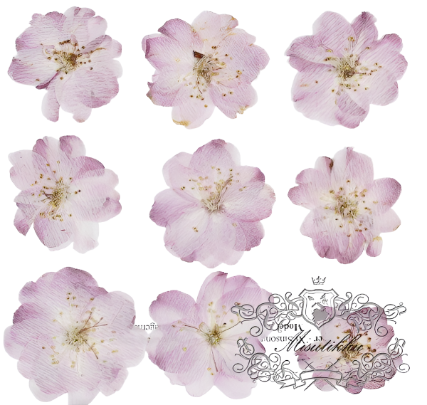 20 PCS Set (2.5-3.5CM) Pressed Cherry Blossom Dried Flower, Flat Pressed Sakura Flowers, Pressed Dried Flower, Pressed Cherry Blossom Flower