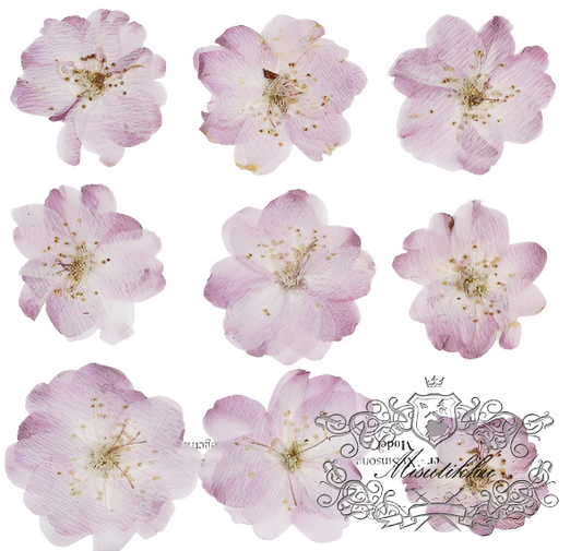 20 PCS Set (2.5-3.5CM) Pressed Cherry Blossom Dried Flower, Flat Pressed Sakura Flowers, Pressed Dried Flower, Pressed Cherry Blossom Flower