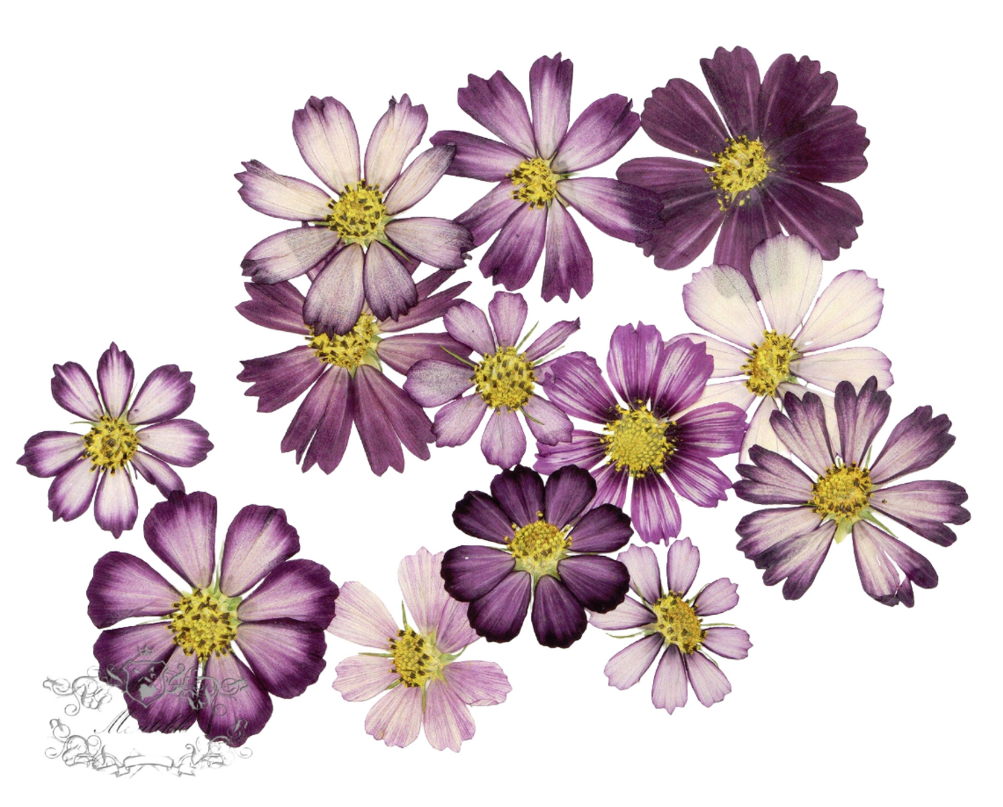 20 PCS Set (3-12CM) Pressed Dried Cosmos Flower, Pressed Cosmos Flowers, Flat Pressed Purple Flowers, Preserved Dried Real Purple Flowers