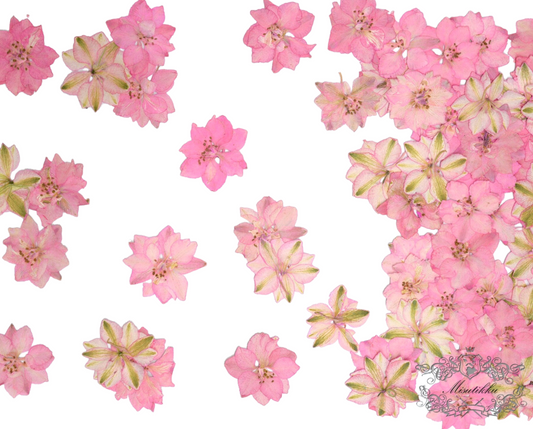 20 PCS Set (3-4CM) Pressed Dried Flowers, Dried Pink Flower, Pressed Pink Flower, Real Flat Pink Pressed Flowers, Preserved Real Flowers