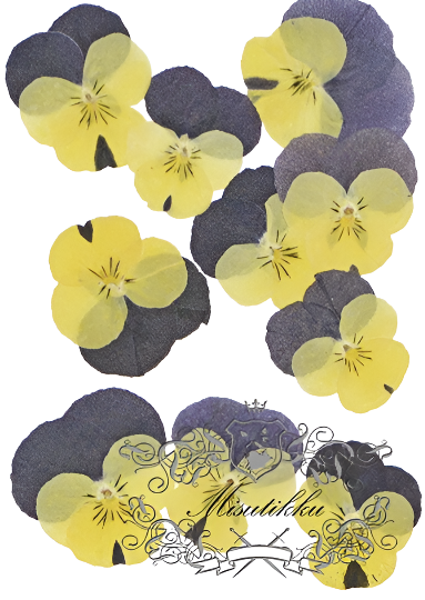 20 PCS set (3-4CM) Pressed Flowers Pansy Dried Flower, Pressed Flat Pansies, Real Dried Viola Flower, Pressed Viola Pansy Real Dried Pansies