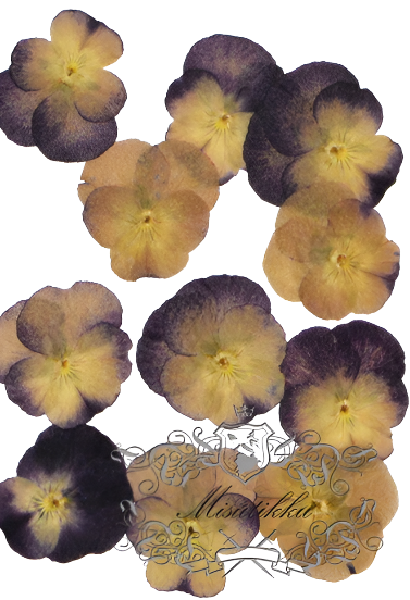 20 PCS set (3-5CM) Pressed Dried Pansy Flowers, Dried Pansies Real Flower, Pressed Flat Pansies Flower, Dried Pressed Viola Pansy Flowers