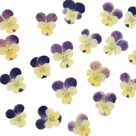 20 PCS set (3-5cm) Pressed Pansy Dried Flowers, Pressed Dried Pansy, Pressed Dried Viola Flower, Real Pressed Viola, Preserved Flat Pansies