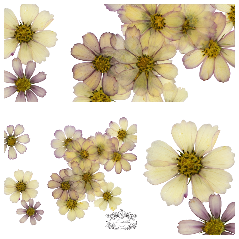 20 PCS Set (4-10CM) Pressed Flower Cosmos, Flat Pressed Dried Cosmos Flowers, Pressed Large Purple Flowers, Preserved Real Dried Flowers