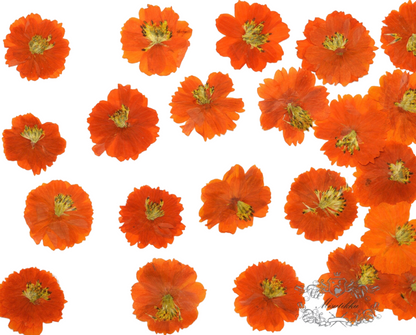 20 PCS Set (4-6CM) Pressed Cosmos Flowers, Orange Dried Cosmos Flower, Real Pressed Dried Flowers, Pressed Flower dried Orange Flat Flower