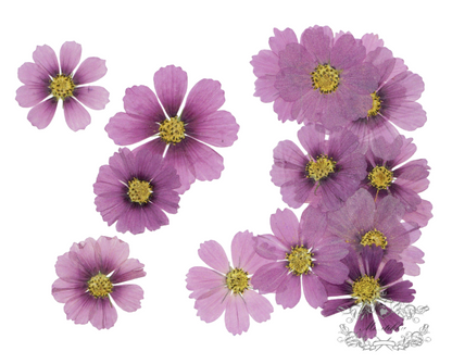 20 PCS Set (5-12CM) Pressed Dried Flower Cosmos, Flat Pressed Cosmos Flowers, Real Pressed Purple Flowers, Preserved Dried Purple Flowers