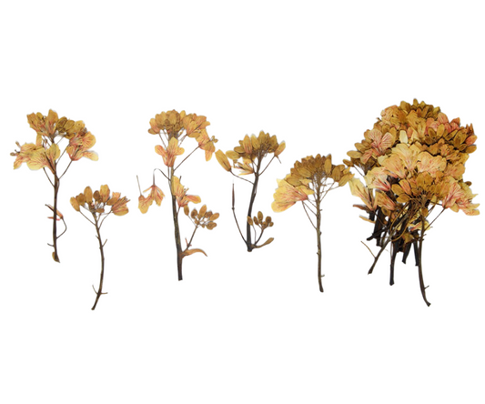 20 PCS Set (5-7CM) Pressed Dried Brown Flower Leaves, Flat pressed Dried flower, Real Pressed flower, Dried Flat Pressed Real Flowers