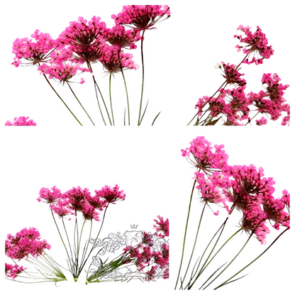 20 PCS Set (5-8CM) Dried Pressed Flower Queen Anne’s lace Stems, Real Dried Flower Stems, Preserved Hot Pink Queen Anne’s Lace Flat Flower