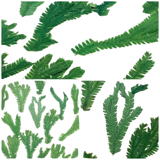 20 PCS Set (5-8CM) Pressed Dried Leaves, Real Green Leaves, Flat Dried Leaves, Preserved Fern, Dried Fern Greenery, Pressed Flower Leaves