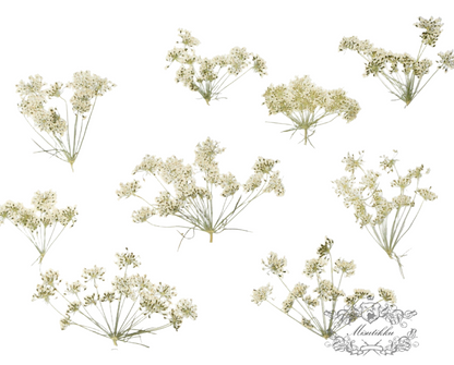 20 PCS Set (5-8CM) Real Pressed White Queen Anne’s lace Flower, Dried Pressed White Flower Stems, Preserved Queen Anne’s Lace Flower Flat