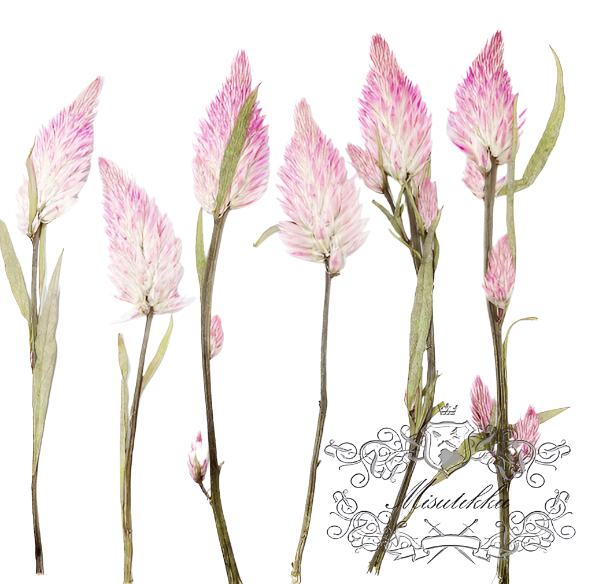 20 PCS Set (6-9CM) Dried Pressed Flower with Stems, Real Pressed Pink Flower, Pink Pressed Dried Flowers, Preserved Dried Flat Flowers