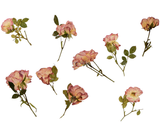 20 PCS Set (6-9CM) Dried Pressed Flowers Roses Stems, Pressed Dried Flower Roses, Real Dried Flat Roses, Preserved Real Dried Rose Flowers