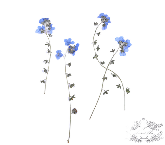 20 PCS Set (7-12CM) Pressed Flower Forget Me nots Stems, Flat Dried Flowers Forget Me nots Flowers, Real Light Blue Pressed Forget me nots