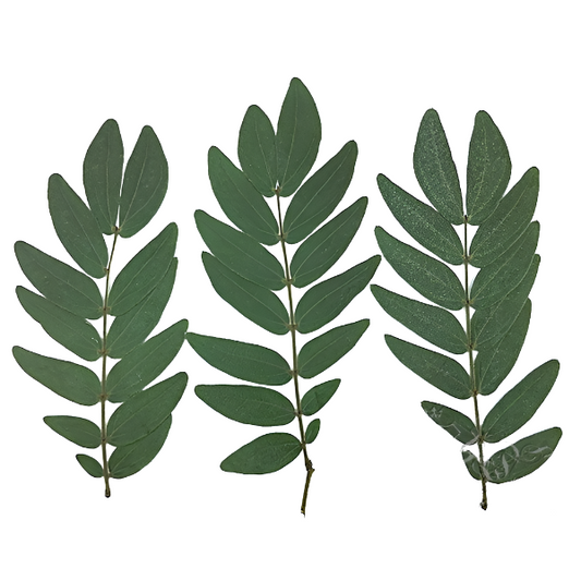 20 PCS Set (7-16CM) Pressed Dark Green dried Leaves Pressed Leaf Flat wildflower Presserved Real Greeny Fern flowers Foliage Stems