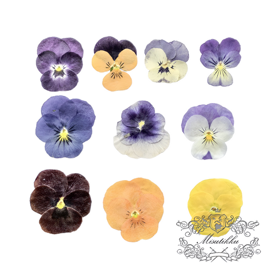 20 PCS/PACK (2-5CM) Pressed Dried Pansy Flowers, Mixed real Pansy Viola Flower, Dried Purple flowers, Flat Blue Pansies Pressed Viola Flower