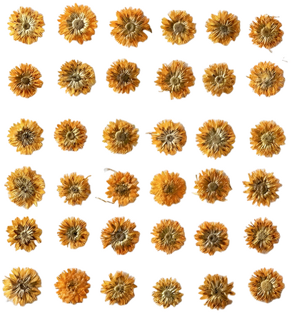 20 PCS/Set (0.5-1cm) Dried Pressed Orange Flower, Preserved Real small Dried Flower, Pressed Dreid Flowers, Tiny Flat Apricot Dried Flower