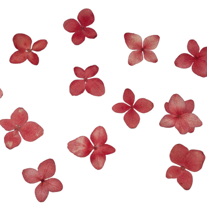 20 PCS/Set (0.8-3CM)  Pressed Red Hydrangea Flower, Preservation Real Dried Flowers, Pressed flat Dried Flowers , Pressed Hydrangea Flowers