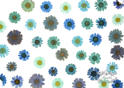 20 PCS/Set (2-3CM) Mixed Pressed Blue Daisy Dried Flowers, Dried Daisy Real Pressed Flowers, Pressed Dried Daisy Flower, Pressed Daisies