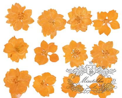 20 PCS/Set (3-3.5cm) Dried Pressed Orange Flower, Preserved Real Dried Flowers, Pressed Dreid Flowers, Pressed Flat orange Dried Flowers