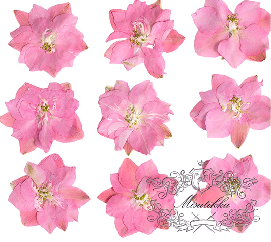 20 PCS/Set (3-3.5cm) Pressed Dried Pink Flower, Presed Dried Flowers, Pressed Flat Pink Dried Flowers, Preserved Dried real Pressed Flowers