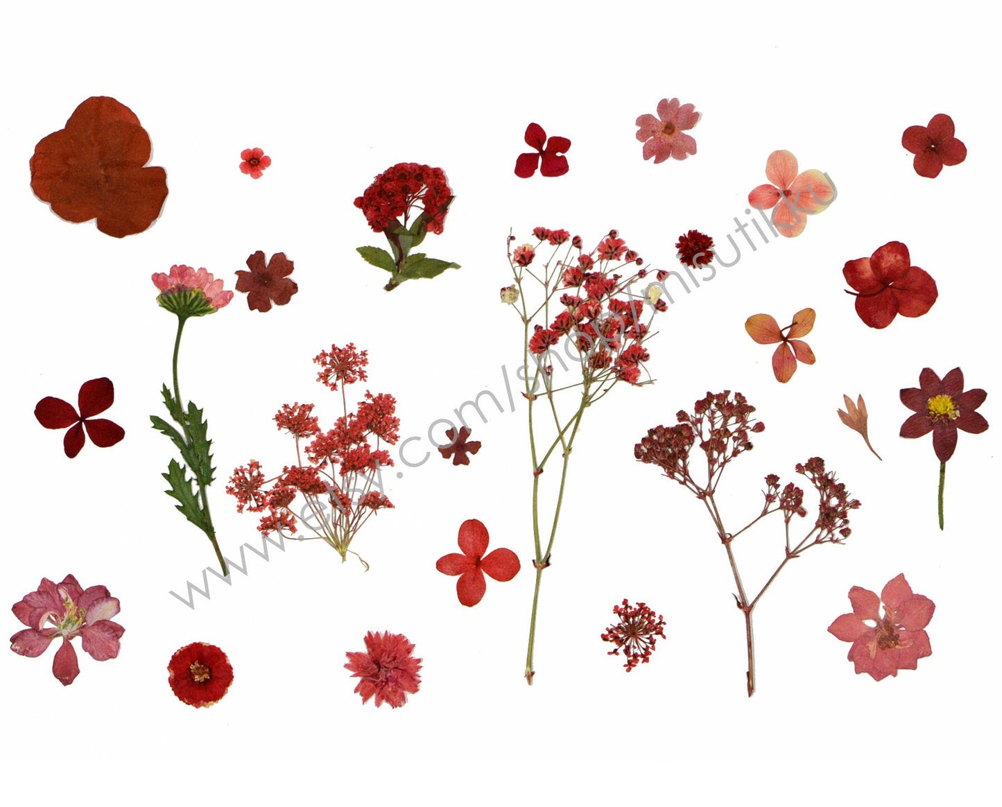 100 PCS Set Pressed Red Flowers, Mixed Dried Pressed Flowers Stems, Real Pressed Dried Flower Variety Pack. Pressed Flat Red Real Flowers