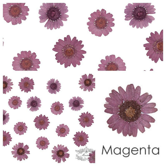 20 PCS Set (2-3CM) Pressed Dried Daisy Flower, Pressed Purple Magenta Daisy Flower, Real Dried Flat Daisy, Preservation daisy Dried Flowers