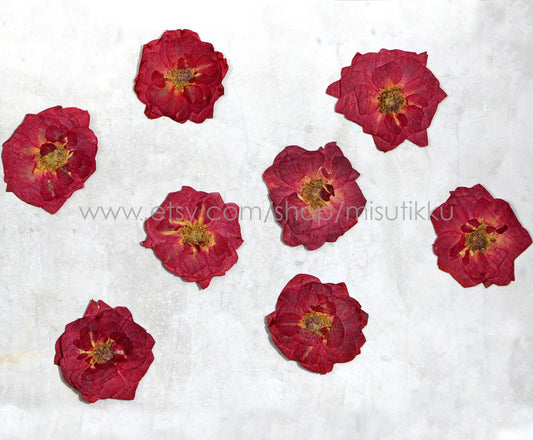 12 PCS/Set (3-6CM) Pressed Large Roses Flowers, Pressed Dried Red Roses, Real Dried Red Roses, Pressed Real Rose, Preserved Flat Rose Flower