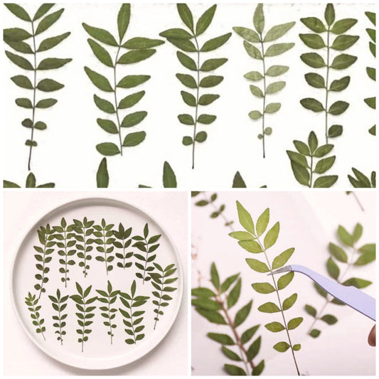 12 PCS Set (5-8CM) Pressed Leaves, Real Dried Dark Green Leaves, Flat Dried Leaves, Preserved Dried Fern Greenery, Pressed Flower Leaves