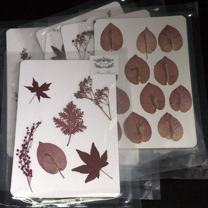 20 PCS Set (5-7CM) Pressed Leaves Red Dusty Miller leaves Ferns Preserved Dry Autumn Leaf Ferns Dried Red Leaves Pressed Flower Flat Leaf