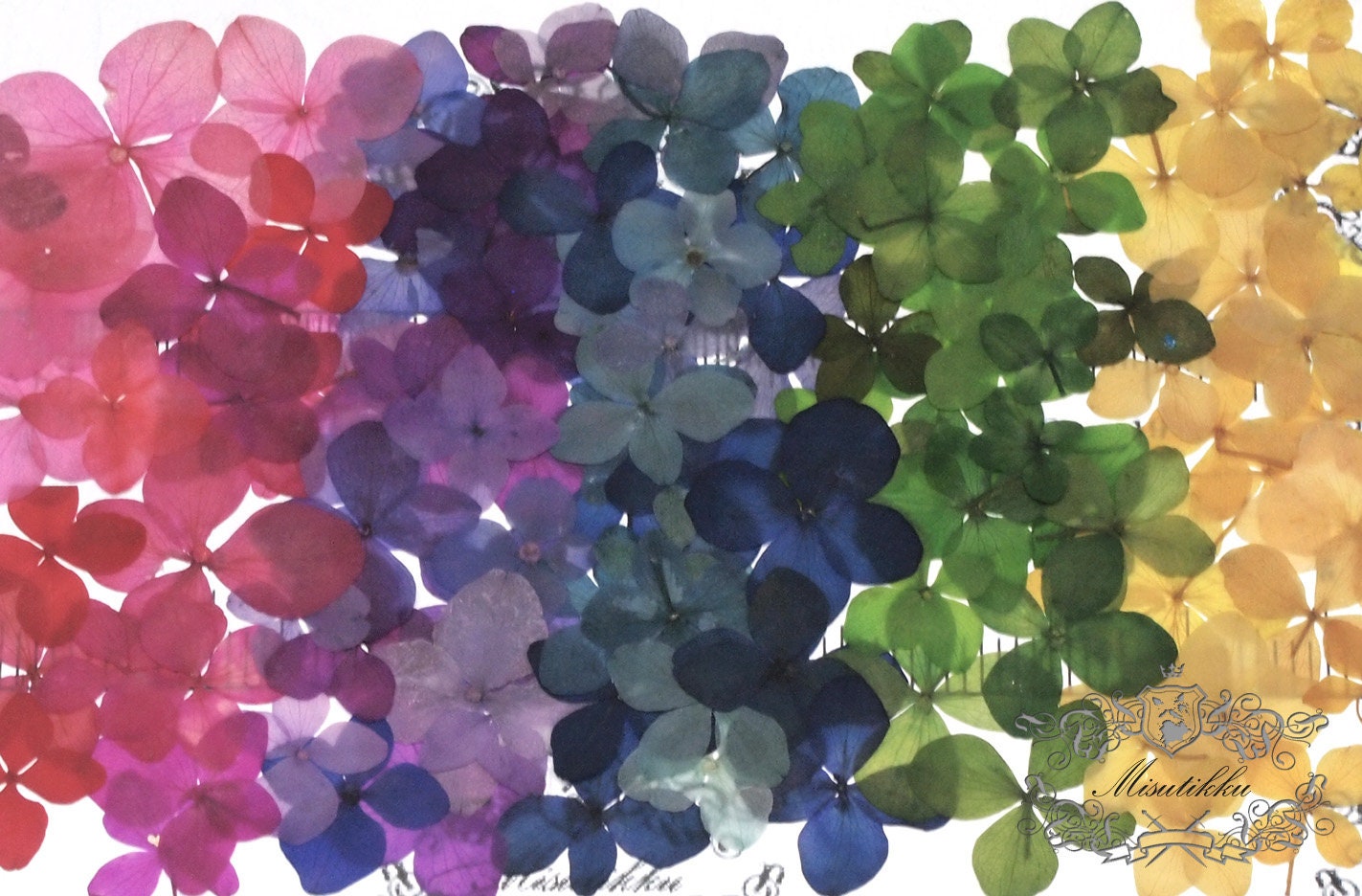 20 PCS Set (1-3CM) Mixed Dried Pressed Hydrangea Flower, Pressed Transparent Hydrangea Flowers, Preserved Real Flowers, Flat Dry Flowers