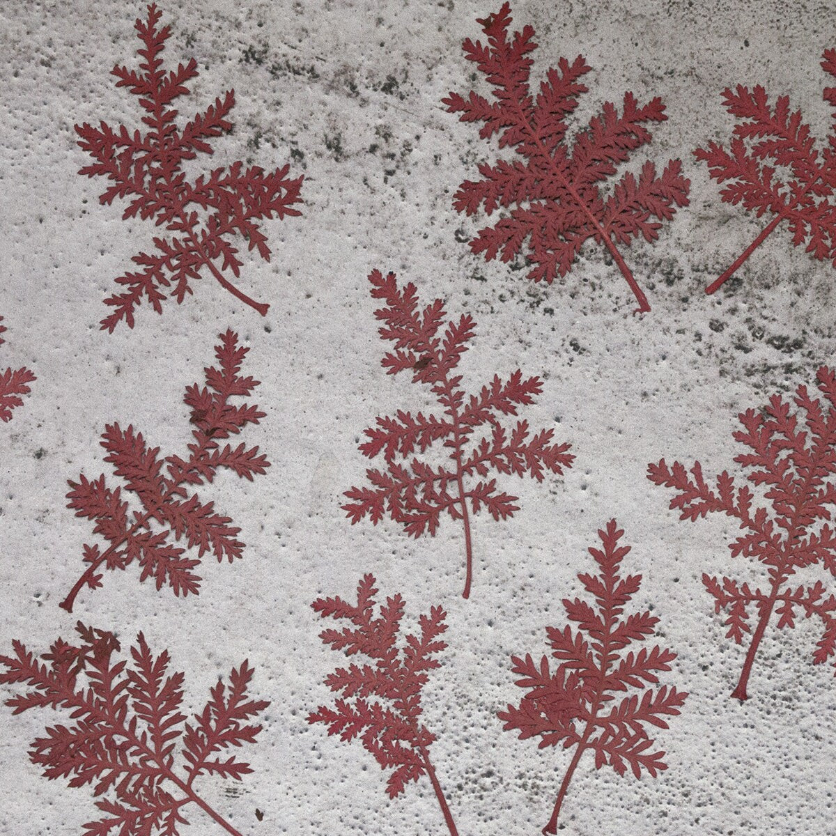 20 PCS Set (5-7CM) Pressed Leaves Red Dusty Miller leaves Ferns Preserved Dry Autumn Leaf Ferns Dried Red Leaves Pressed Flower Flat Leaf