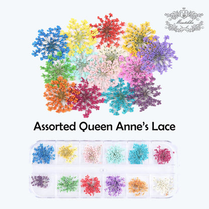 36 PCS / Box (1-1.5CM) Pressed Queen Anne's Lace Real Tiny Dried Nail Flower Tiny Assorted Pressed Flowers for Nail Art Glass Globe Filler