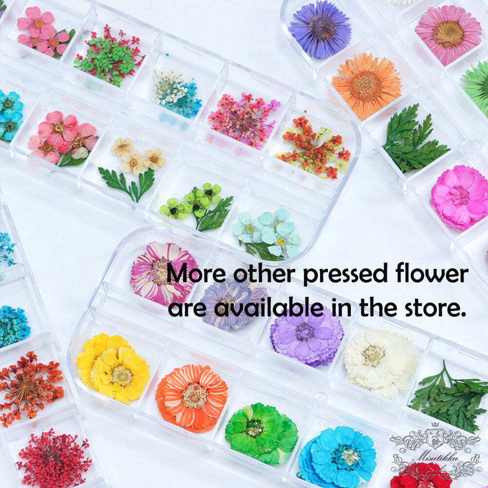 36 PCS / Box (1-1.5CM) Pressed Queen Anne's Lace Real Tiny Dried Nail Flower Tiny Assorted Pressed Flowers for Nail Art Glass Globe Filler