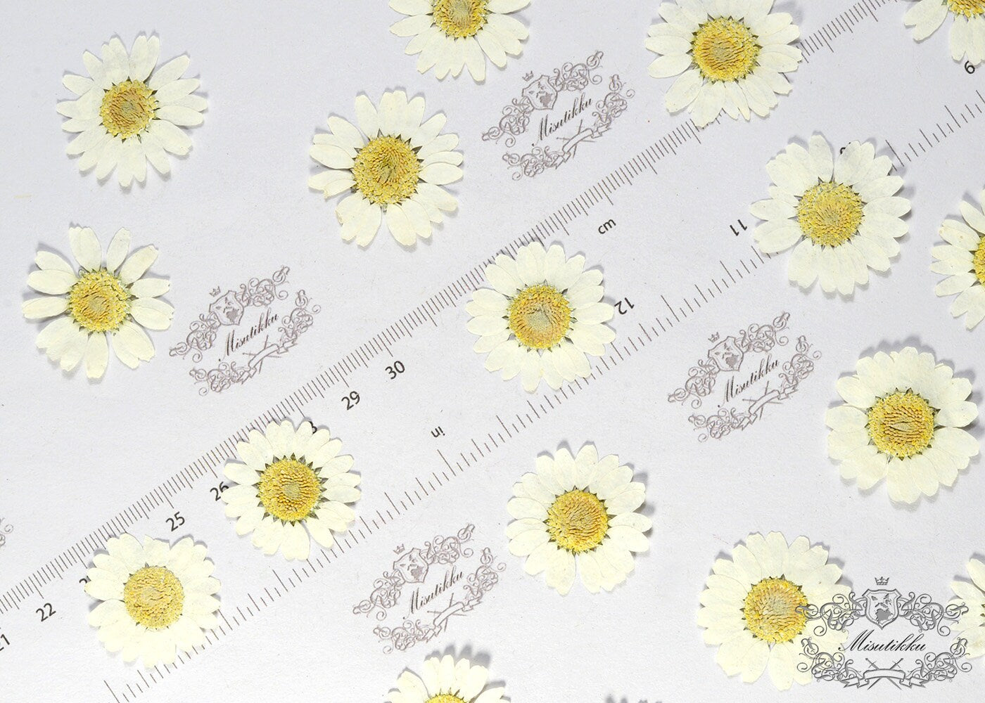 12 PCS Set (3 Sizes) White Daisies Pressed Flat Flowers Pressed White Daisy Preserved Dry Real Flat flower Dried White Daisy Petals