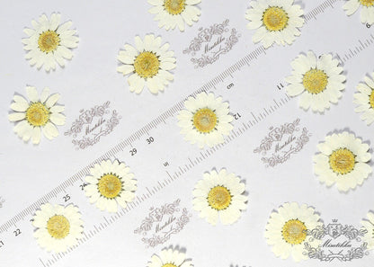 12 PCS Set (3 Sizes) White Daisies Pressed Flat Flowers Pressed White Daisy Preserved Dry Real Flat flower Dried White Daisy Petals