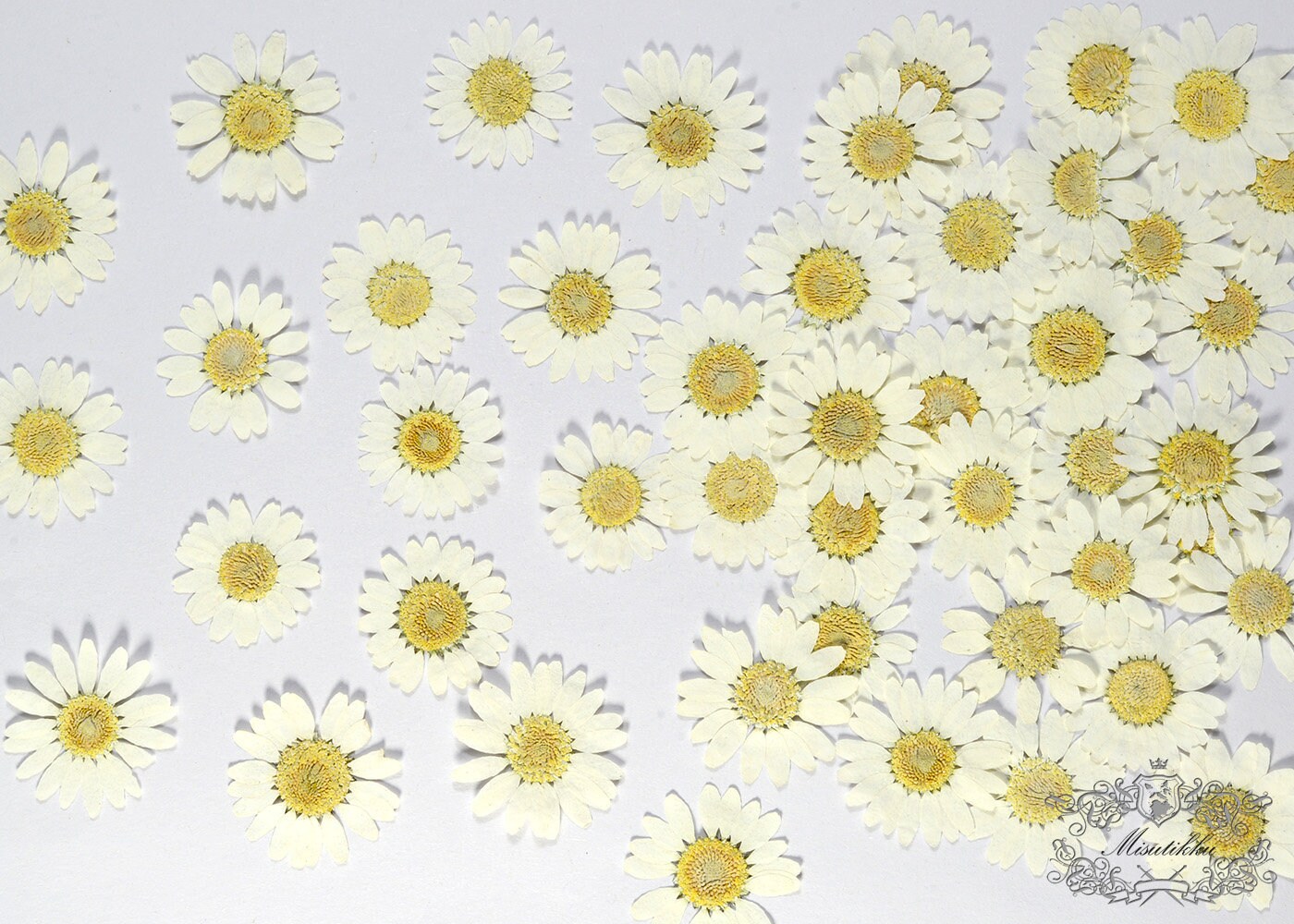 12 PCS Set (3 Sizes) White Daisies Pressed Flat Flowers Pressed White Daisy Preserved Dry Real Flat flower Dried White Daisy Petals