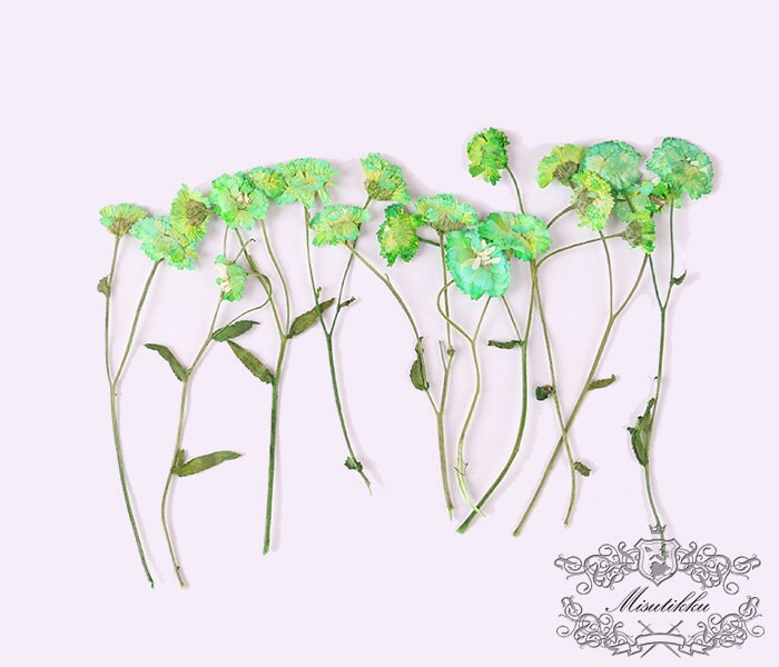 6 PCS Set (5-8CM) Pressed Dried Flowers Pressed Green Flower Stems Pressed Dried flat flowers Preserved Dried Pressed Green Real flower