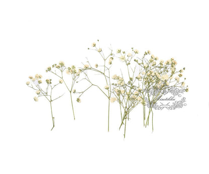 20 PCS Pressed Baby Breath, Ivory White Baby's Breath Flower, Dried Pressed Flowers, Real Dried Pressed Baby’s Breath for Wedding Invitation