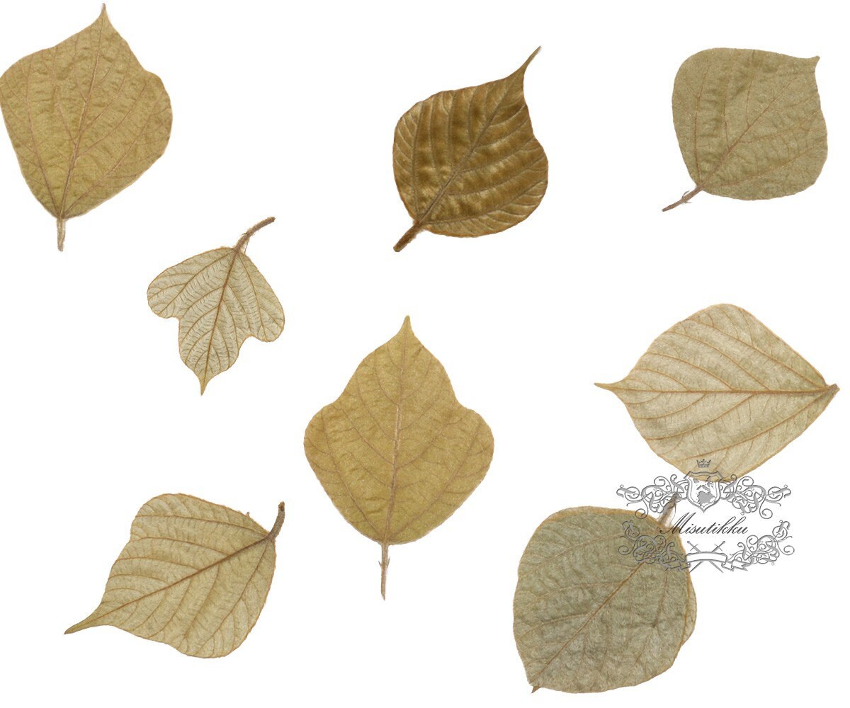 20 PCS Set (3-4cm) Pressed Dried Leaves, Flat Real Dried Leaves, pressed Dried Fern Greenery, Preserved Dried Leaves, Pressed Flower Leaves