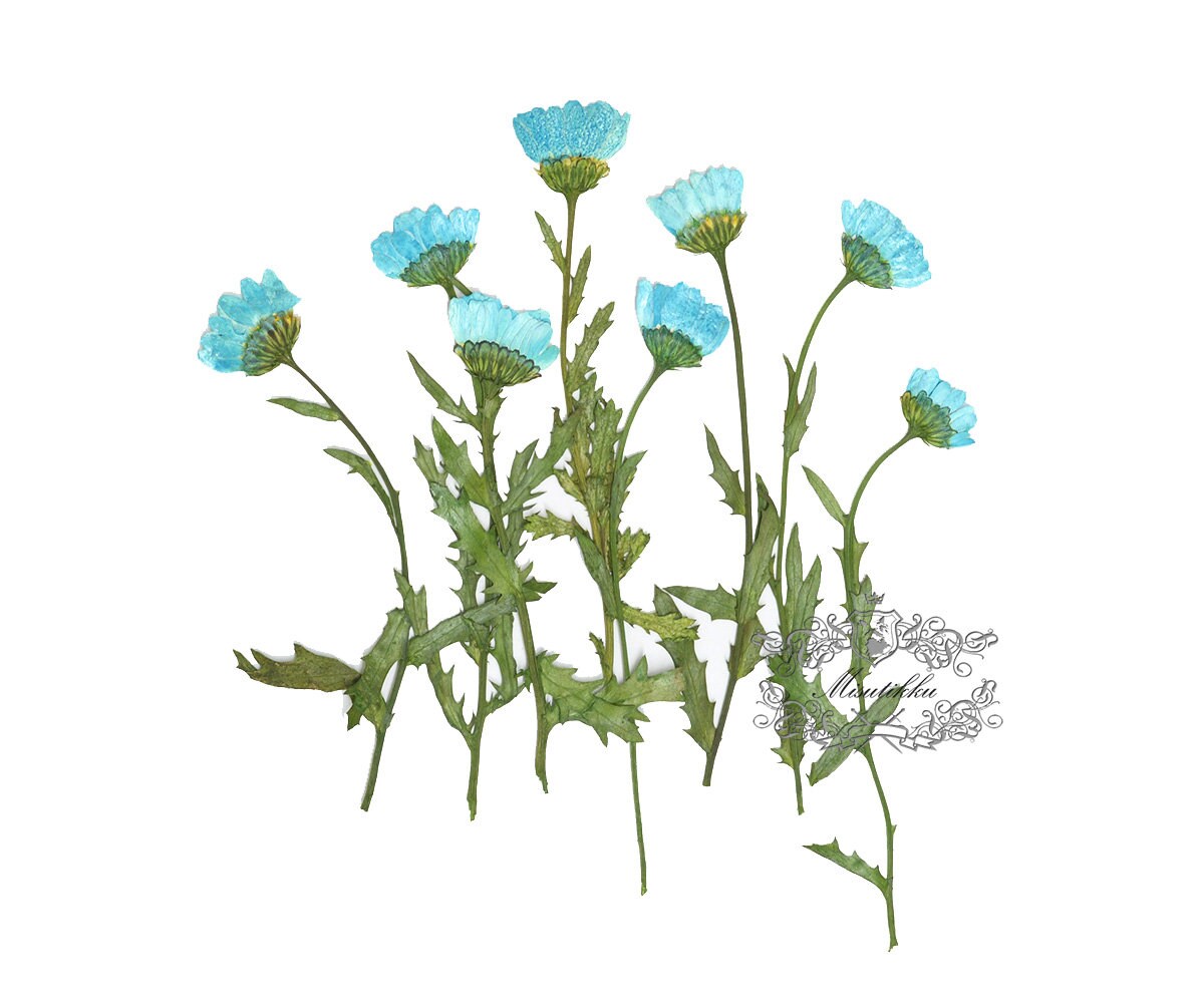 20 PCS Set (5-8CM) Pressed Flat Dry Blue Daisy Stems Flowers Preserved Blue Dried Flat Wildflowers Daisies Flower Stems Real flower Petals