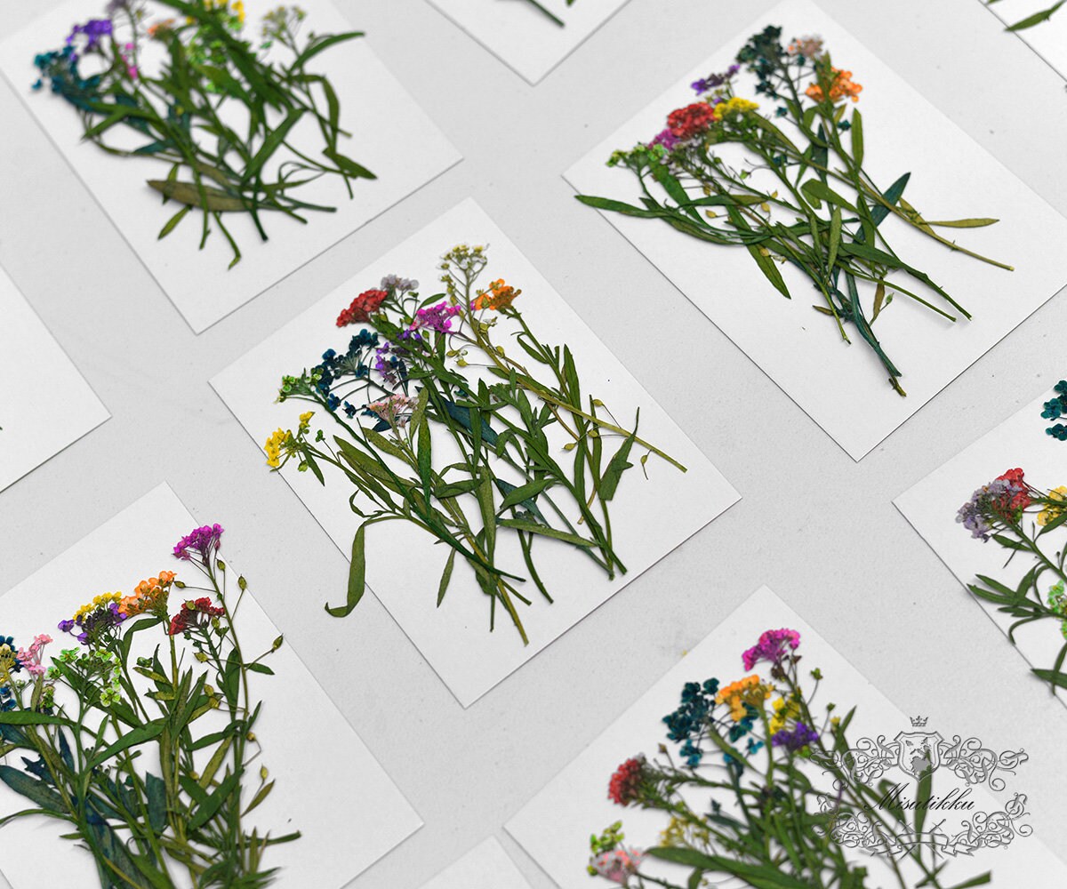 20 PCS Pack (5-7CM) Dried Pressed Flower Stems, Pressed Alyssum Dried Flowers, Preservation Real Flower, Flat Dry Wild Flower Stems Foliage