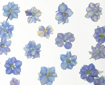 20 PCS/Set (2.5-3.5CM) Real Pressed Larkspur Flower Natural Preservation Dried Larkspur Flower Preserved Blue Larkspur Dry Flat Wildflower