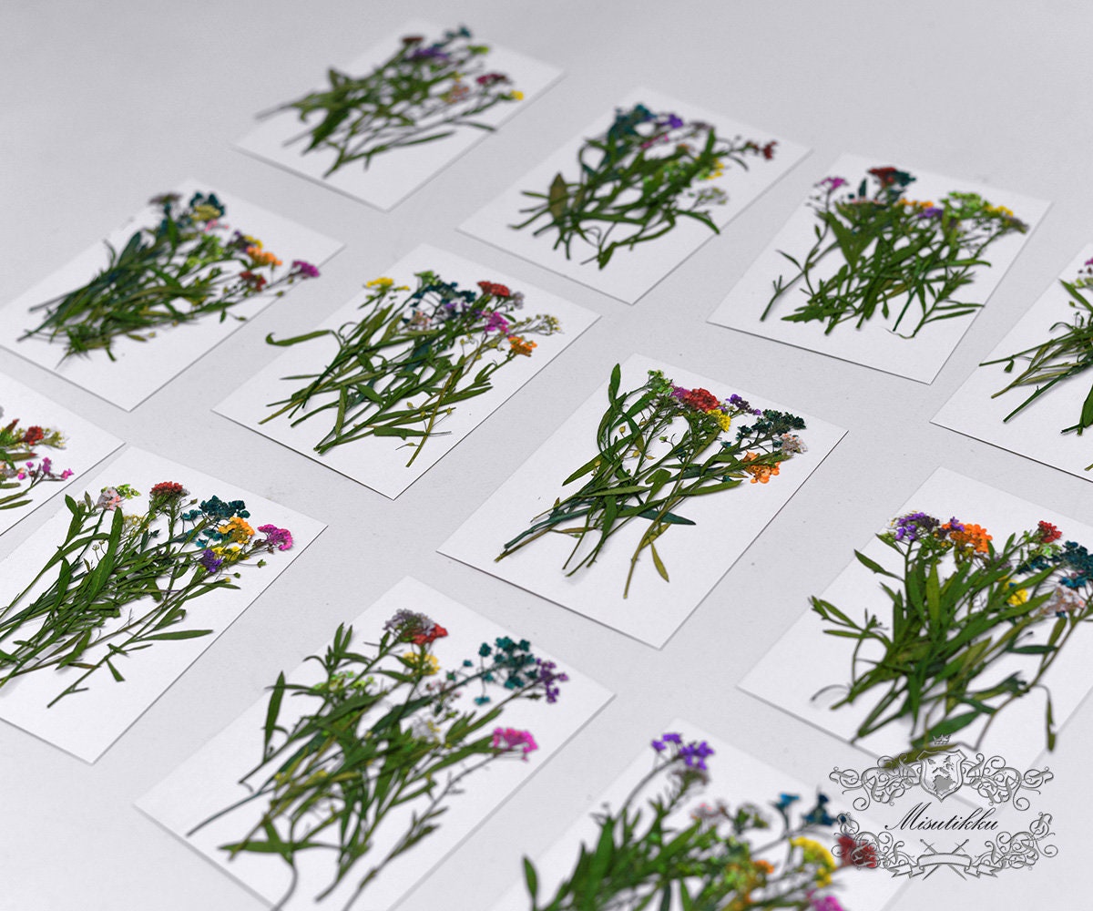 20 PCS Pack (5-7CM) Mixed Pressed Alyssum Flower, Pressed Dried Flowers Alyssum, Preserved Wild Dry Flower with Stems, Real Flat Flower Bulk