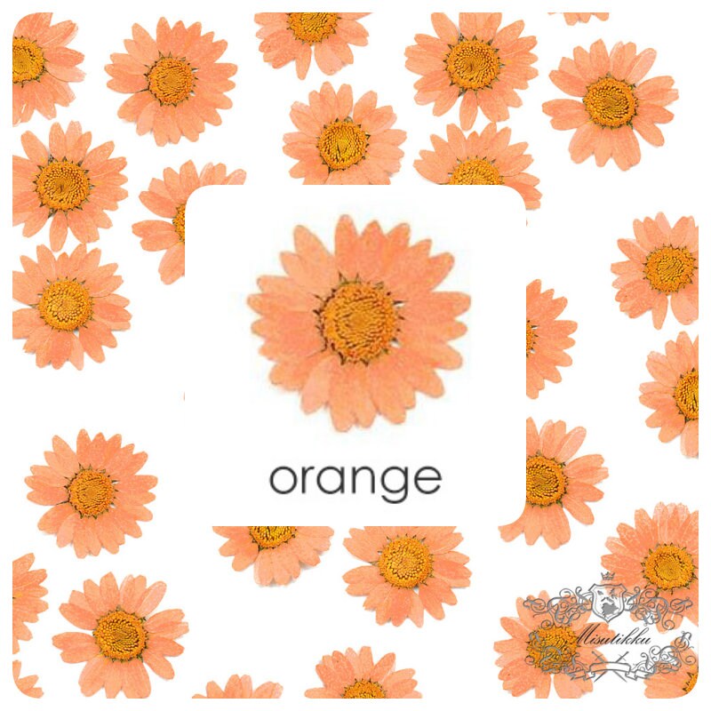 20 PCS Set (2-3CM) Pressed Flower Daisy Mixed Real Dried Daisy Pressed Flower Dried Yellow Daisy Flower Pressed Dried Orange Daisies Flower